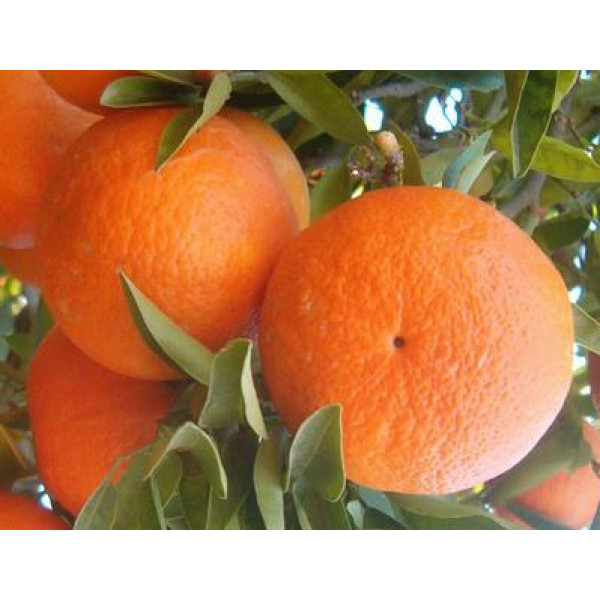 Nova Mandalina