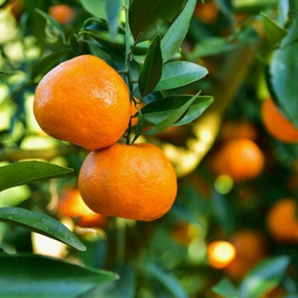 W. Murcott Mandalina